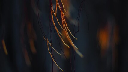 Parts of the tree wave on the wind in a garden at sunset light