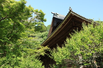 樹木に囲まれた夏の鎌倉の妙本寺の境内の風景
