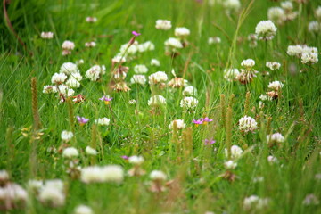 雑草に映えるシロツメクサ