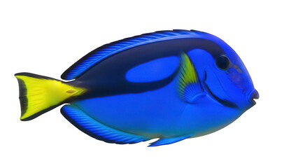 Vibrant blue tang fish PNG isolated on transparent background, colorful tropical reef fish with yellow tail for marine life designs © Emilia
