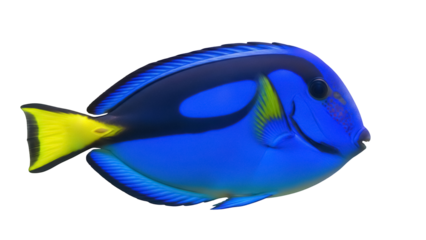 Vibrant blue tang fish PNG isolated on transparent background, colorful tropical reef fish with yellow tail for marine life designs