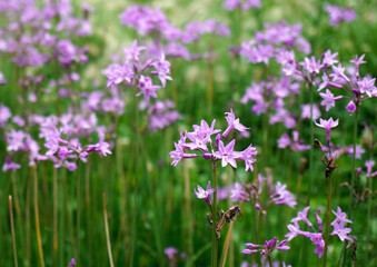 Obraz premium Purple Wildflowers in Full Bloom - Pink Flowering Meadow