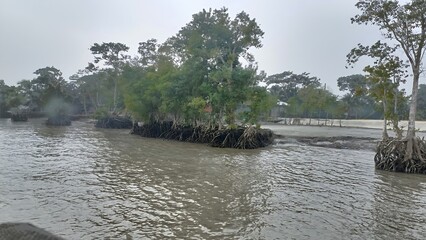 Mangrove forest at low tide