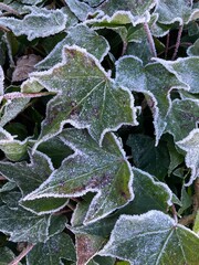 Raureif verzaubert  gr&uuml;ne Bl&auml;tter im Winter bei Frost mit Eis