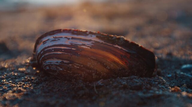 Empty shell lays on the sand on the rivers coast during sunset