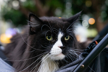 A relaxed tuxedo cat resting in a pet stroller at a public park, surrounded by greenery and natural daylight. The scene captures a modern pet lifestyle, highlighting companionship, outdoor leisure