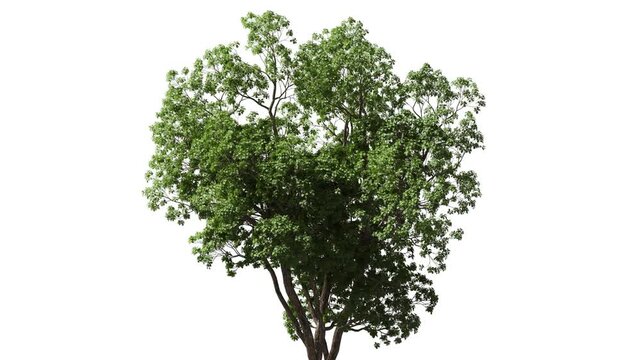 3D realistic tree isolated on white with alpha channel to be used for architecture visualization or motion graphics.