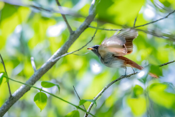 The Asian Paradise Flycatcher on a branch