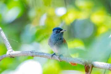 The Asian Paradise Flycatcher on a branch