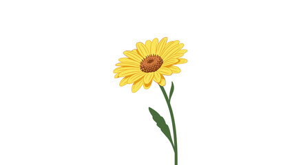 Single vibrant yellow daisy flower with a brown center on a green stem isolated on a plain white background for graphic design.