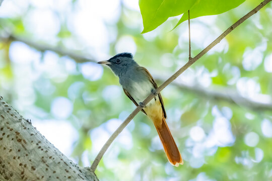 The Asian Paradise Flycatcher on a branch
