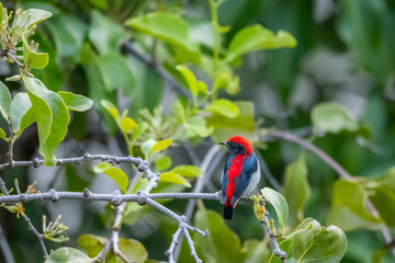 The Scarlet-backed Flowerpecker on a branch