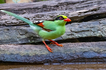 The Common green magpie on a timber