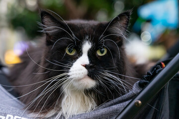 A relaxed tuxedo cat resting in a pet stroller at a public park, surrounded by greenery and natural daylight. The scene captures a modern pet lifestyle, highlighting companionship, outdoor leisure