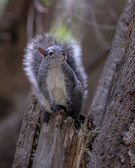 Wild Western Gray Squirrel (Sciurus griseus) on a Tree in Orange County, California