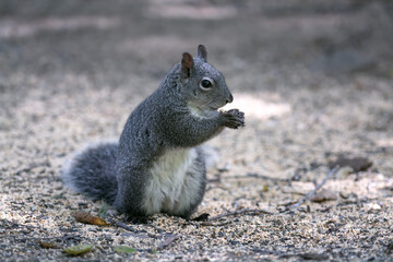 Wild Western Gray Squirrel (Sciurus griseus) on the Ground in Oak Woodlands in Orange County, California