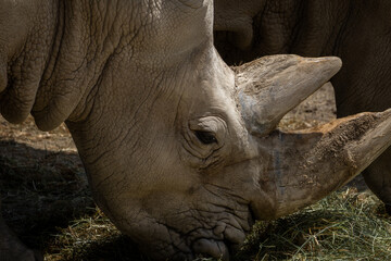 Fototapeta premium Close-up of a rhinoceros eating grass, detailed view of a large wild mammal with textured skin and horn.