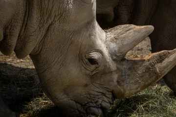 Samtvorhänge Nashorn Close-up of a rhinoceros eating grass, detailed view of a large wild mammal with textured skin and horn.  © Luis
