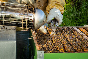 Beekeeper using smoker to calm bees during hive inspection