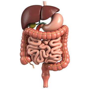Detailed 3 D rendering of human digestive system with liver stomach intestines and colon transparent background isolated on a transparent background