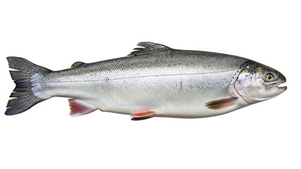 Obraz premium Fresh rainbow trout isolated PNG on transparent background, raw fish with silver scales for healthy eating and seafood concepts