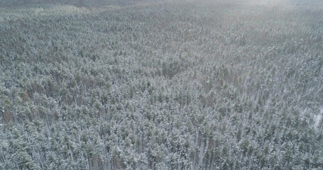 Aerial backward fly over frozen mixeb forest with pine and birch trees