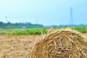 Close-up of a rolled hay bale resting on harvested farmland in Theni, Tamil Nadu, India, highlighting post-harvest agriculture
