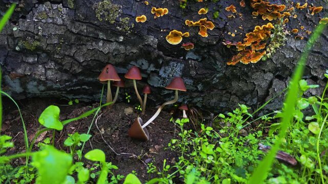 cluster of mushrooms and orange shelf fungi thrive on a fallen log