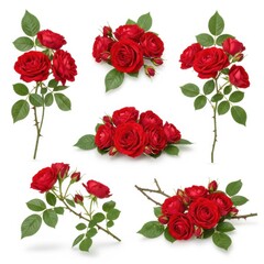 Fototapeta premium Collection of red roses in various arrangements