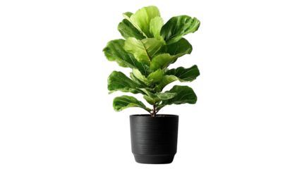 green plant in a pot isolated on white background 