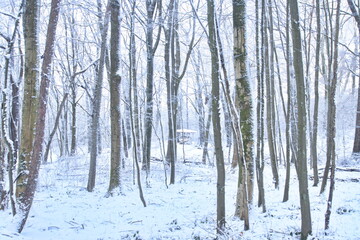 A quiet winter forest covered in fresh snow, with tall fir trees and bare deciduous trees. Soft winter light creates a calm, cold atmosphere, showing untouched nature, silence, and seasonal beauty.