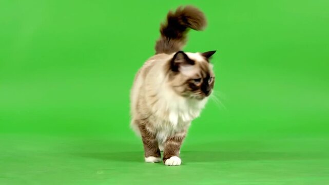 A magnificent fluffy Ragdoll or similar breed cat with striking blue eyes walks confidently towards the viewer on a green screen background, chroma key