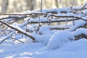 A quiet winter forest covered in fresh snow, with tall fir trees and bare deciduous trees. Soft winter light creates a calm, cold atmosphere, showing untouched nature, silence, and seasonal beauty.
