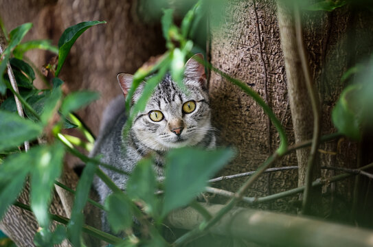 Young feral tabby cat sitting in tree, among vegetation, looking healthy, with big eyes. 
