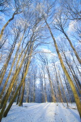 A quiet winter forest covered in fresh snow, with tall fir trees and bare deciduous trees. Soft winter light creates a calm, cold atmosphere, showing untouched nature, silence, and seasonal beauty.