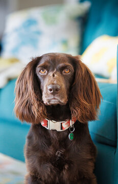 Boykin Spaniel dog portrait in front of colorful teal couch, indoors.