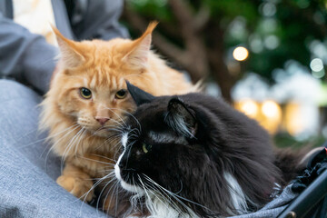 A relaxed tuxedo cat resting in a pet stroller at a public park, surrounded by greenery and natural daylight. The scene captures a modern pet lifestyle, highlighting companionship, outdoor leisure