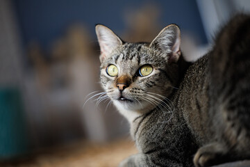 Grey tabby cat portrait, looking back over shoulder © everydoghasastory