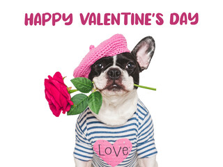 Happy Valentine's Day. Cute puppy and congratulatory inscription. Close-up, indoors. Studio shot. Congratulations for family, relatives, loved ones, friends and colleagues. Pets care concept