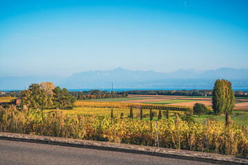 Vignoble en automne sous le soleil