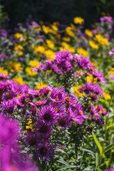 Asters pourpres vibrants et verge d'or jaune dans un jardin d'automne fleuri