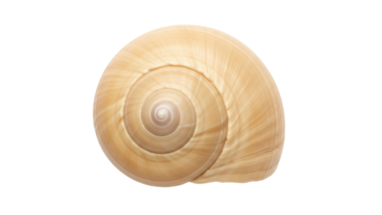 Beige moon snail shell isolated PNG on transparent background, marine gastropod mollusk with spiral shape for design elements