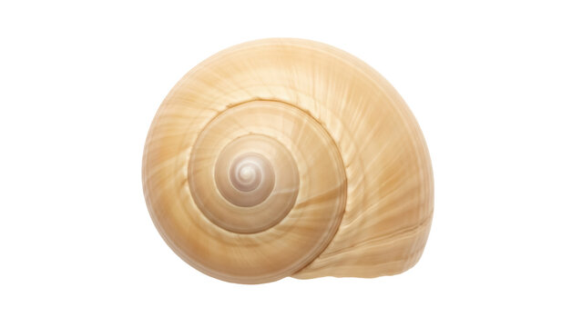 Beige moon snail shell isolated PNG on transparent background, marine gastropod mollusk with spiral shape for design elements