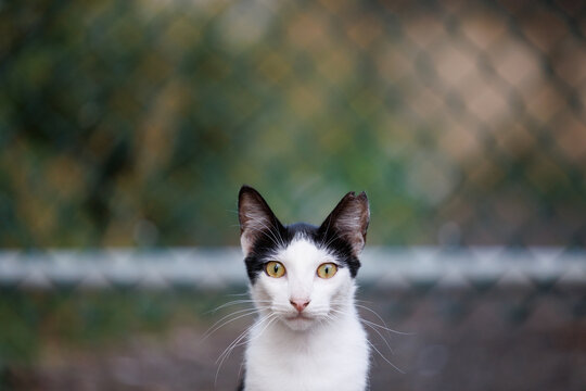 Black and white tuxedo cat, with notched ear, indicating he is a feral cat in Hawaii. 