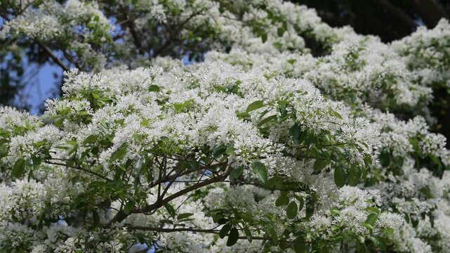 Beautiful Chinese fringetree flowers.	