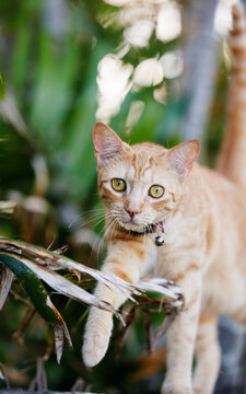 Ginger cat in the garden, wearing collar and bell