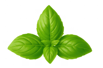 Fresh green basil herb leaves transparent background