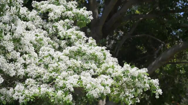Beautiful Chinese fringetree flowers.	