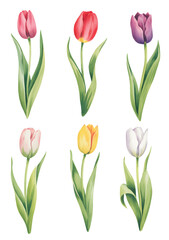 Obraz premium Blooming red tulips with long stems in natural watercolor painting.