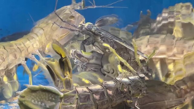 Fresh Live Mantis Shrimp in a Glass Aquarium Tank at a Seafood Market Da Nang 20.09.2025 Vietnam